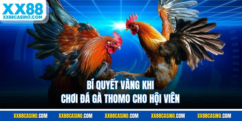 Bí quyết vàng khi chơi đá gà thomo cho hội viên